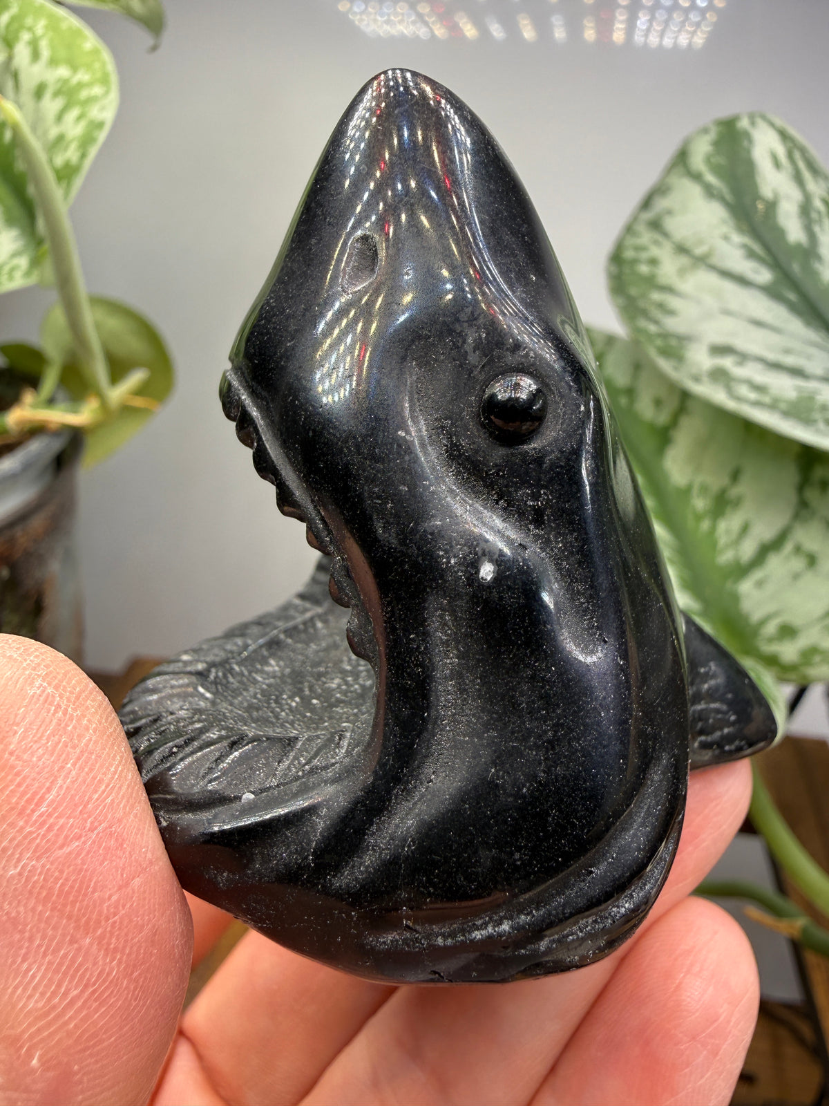 Obsidian Biting Shark- 2.4 inches