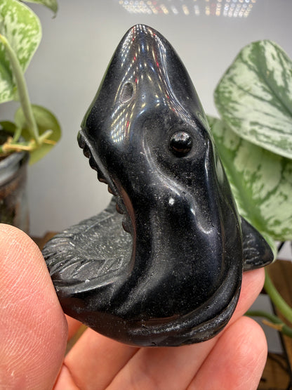 Obsidian Biting Shark- 2.4 inches