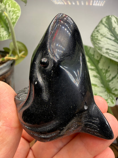 Obsidian Biting Shark- 2.4 inches