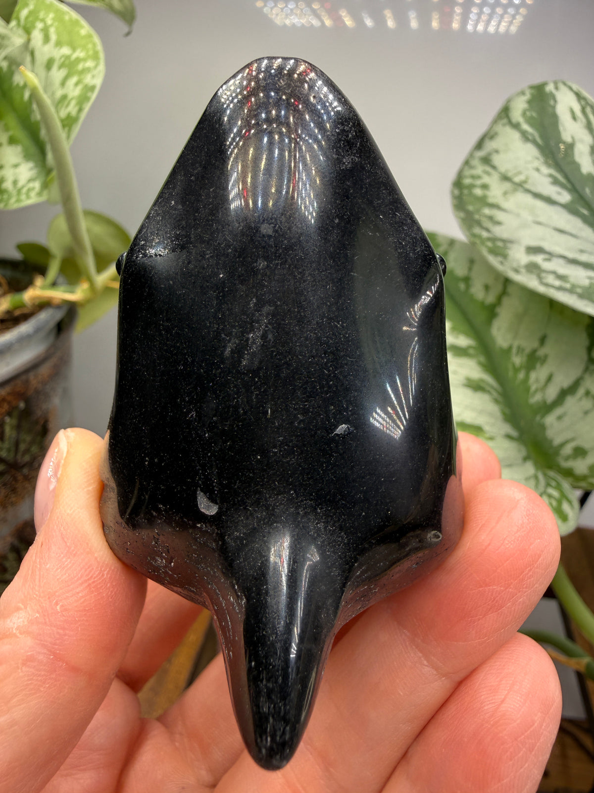 Obsidian Biting Shark- 2.4 inches
