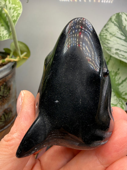 Obsidian Biting Shark- 2.4 inches