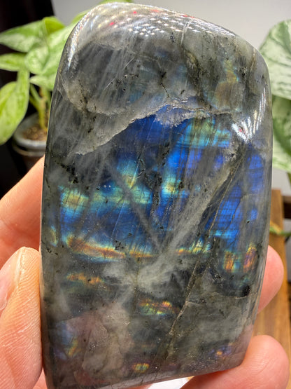 Labradorite Freeform with Blue Flash- 3.0" inches