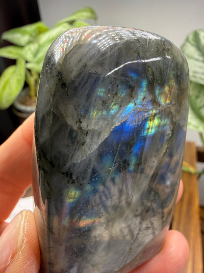 Labradorite Freeform with Blue Flash- 3.0" inches