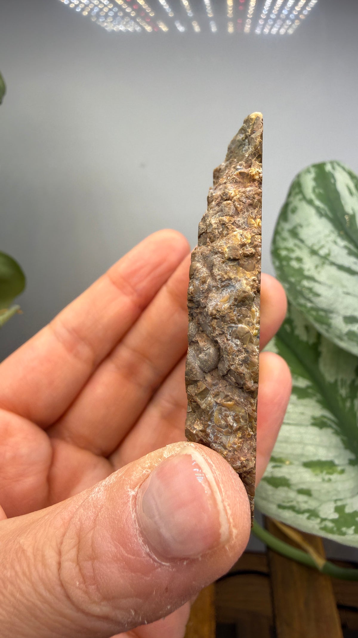 Thunderegg Agate Slice– Oregon, USA
