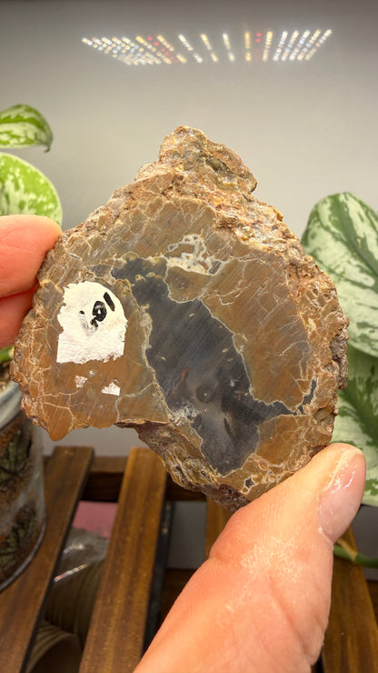 Thunderegg Agate Slice– Oregon, USA
