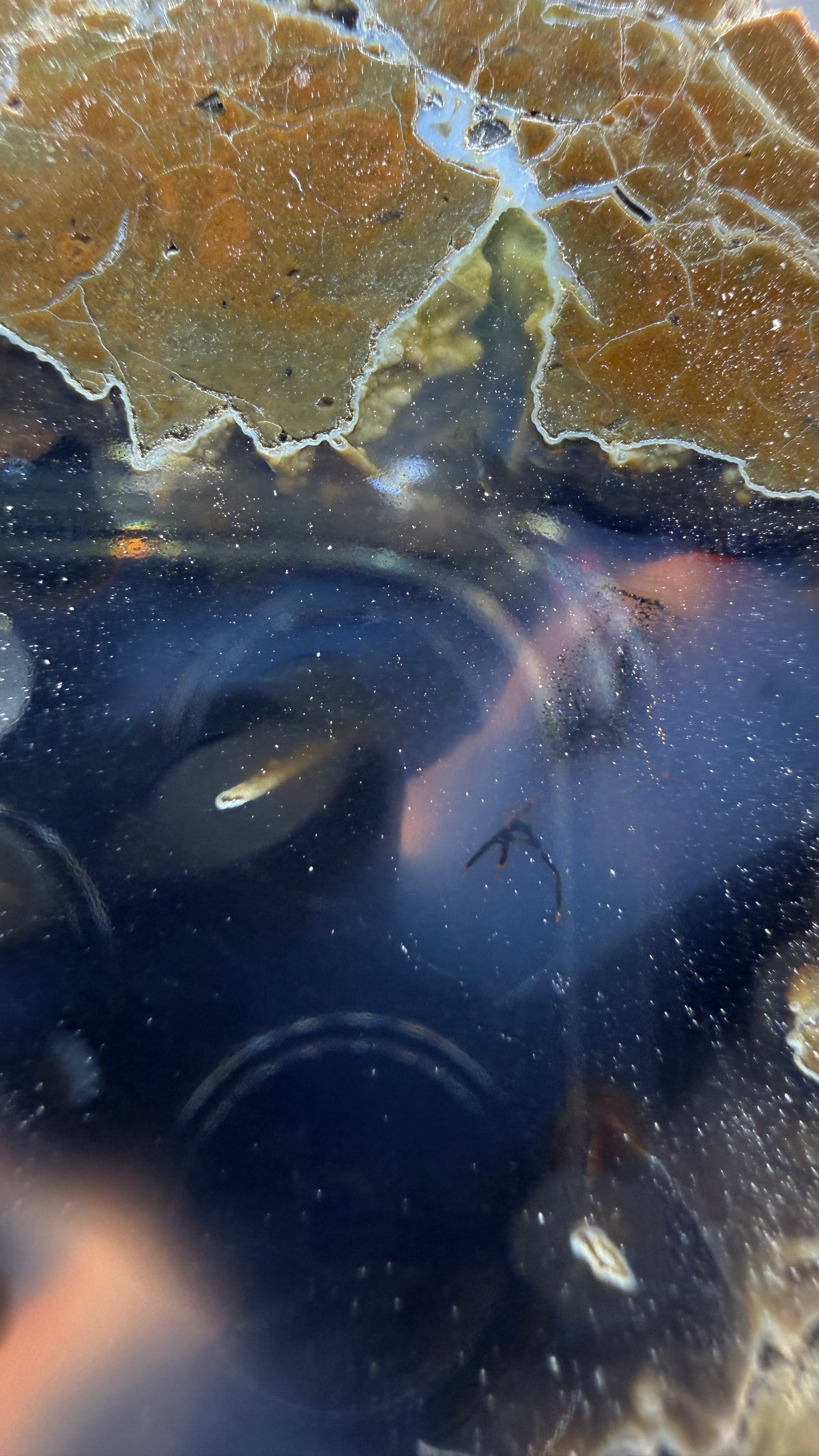 Thunderegg Agate Slice– Oregon, USA