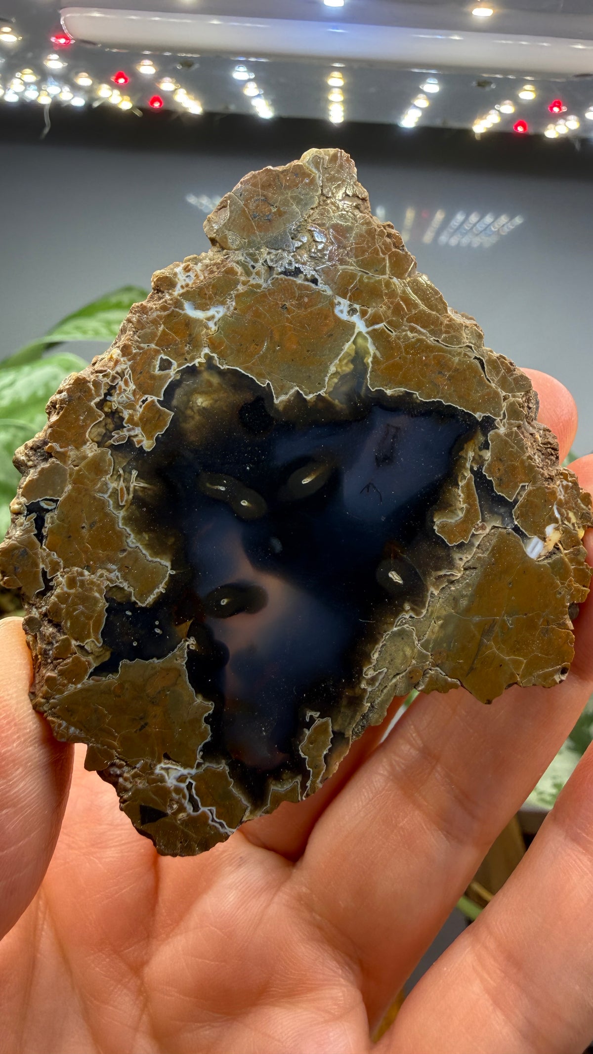 Thunderegg Agate Slice– Oregon, USA