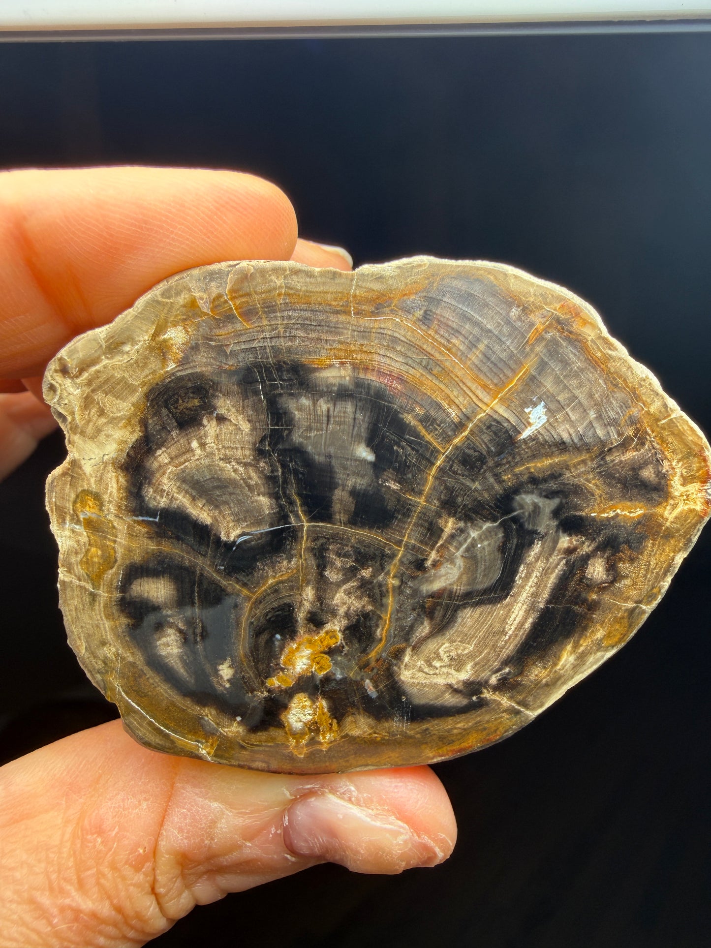 Petrified Wood (Elm)- Attributed to Central Oregon
