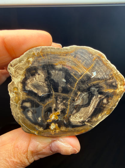 Petrified Wood (Elm)- Attributed to Central Oregon