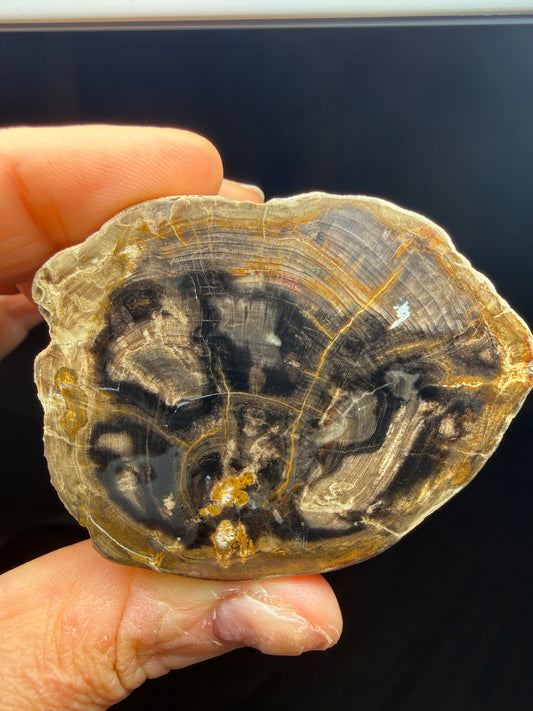 Petrified Wood (Elm)- Attributed to Central Oregon