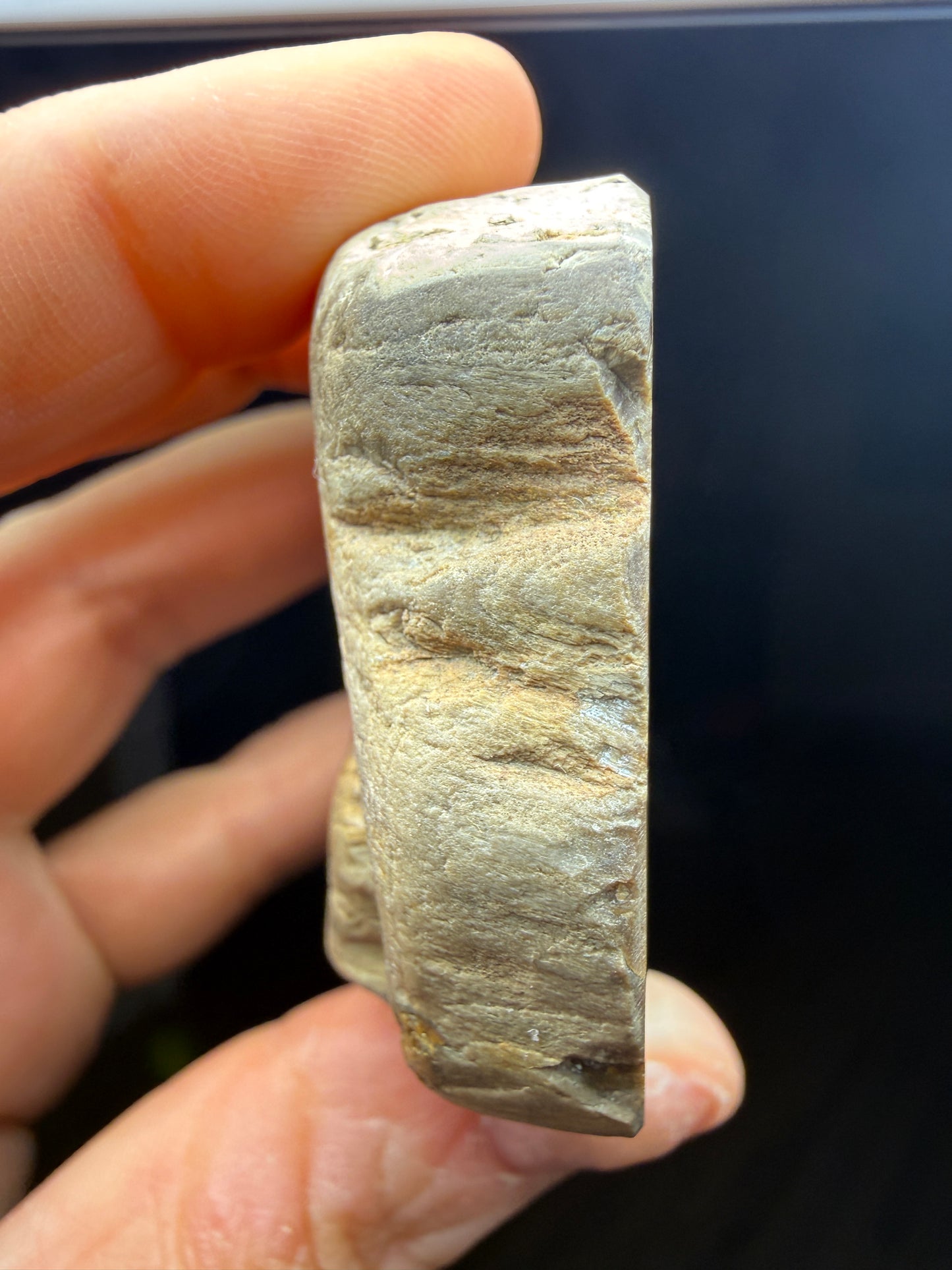 Petrified Wood (Elm)- Attributed to Central Oregon