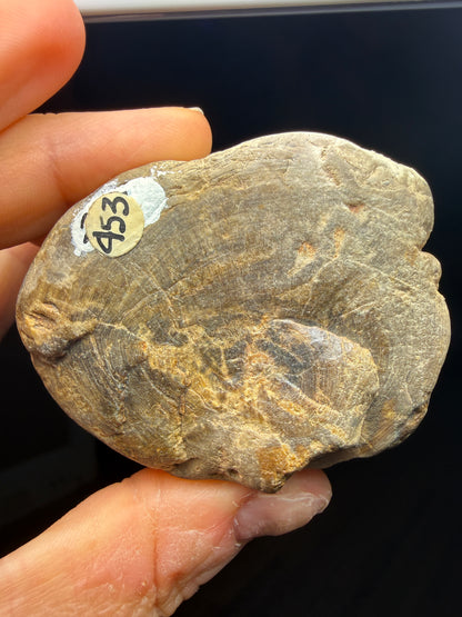 Petrified Wood (Elm)- Attributed to Central Oregon