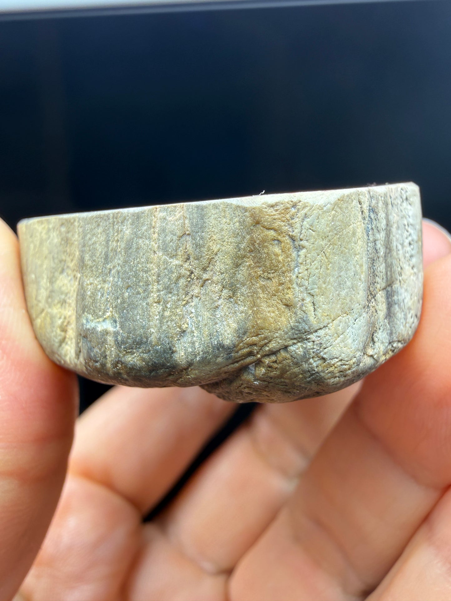 Petrified Wood (Elm)- Attributed to Central Oregon