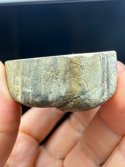 Petrified Wood (Elm)- Attributed to Central Oregon
