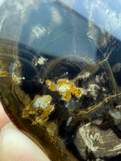 Petrified Wood (Elm)- Attributed to Central Oregon