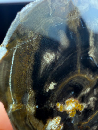 Petrified Wood (Elm)- Attributed to Central Oregon