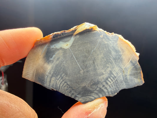 Petrified & Opalized Wood- Nevada (Unidentified locality)