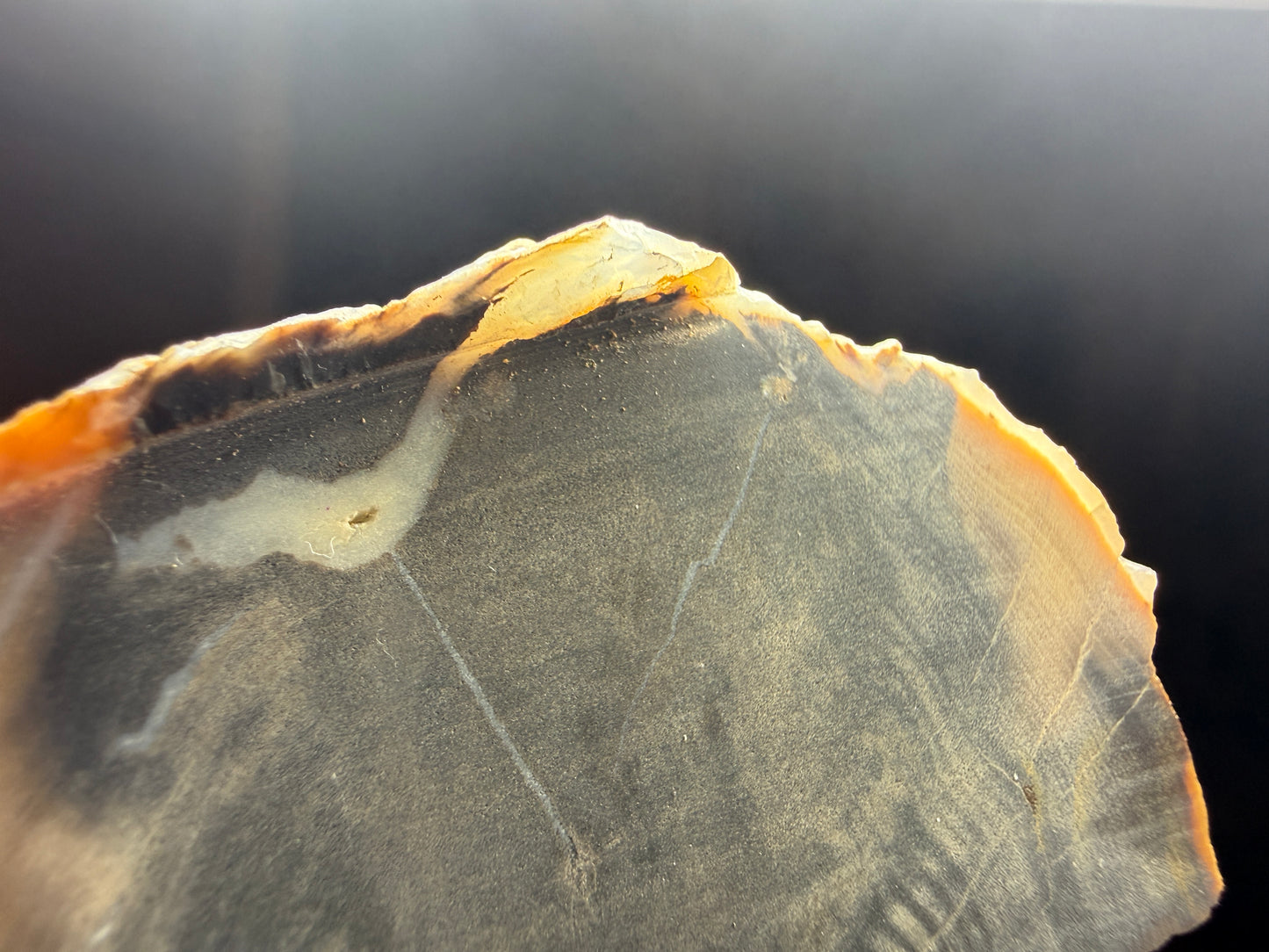 Petrified & Opalized Wood- Nevada (Unidentified locality)