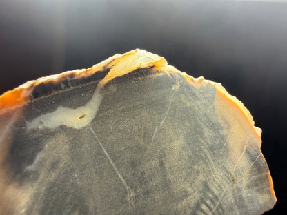 Petrified & Opalized Wood- Nevada (Unidentified locality)