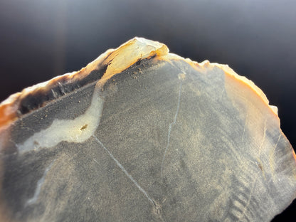 Petrified & Opalized Wood- Nevada (Unidentified locality)