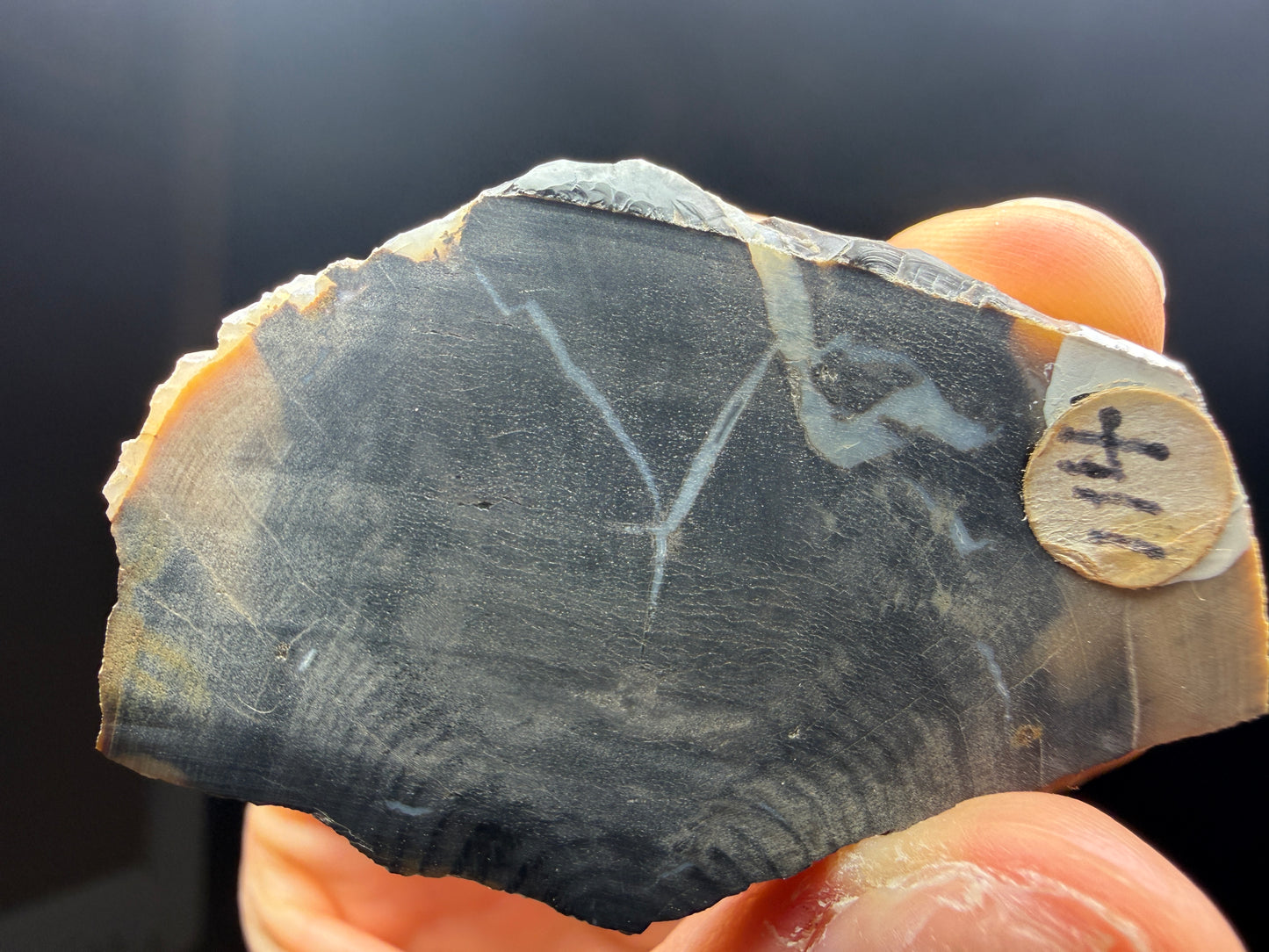 Petrified & Opalized Wood- Nevada (Unidentified locality)