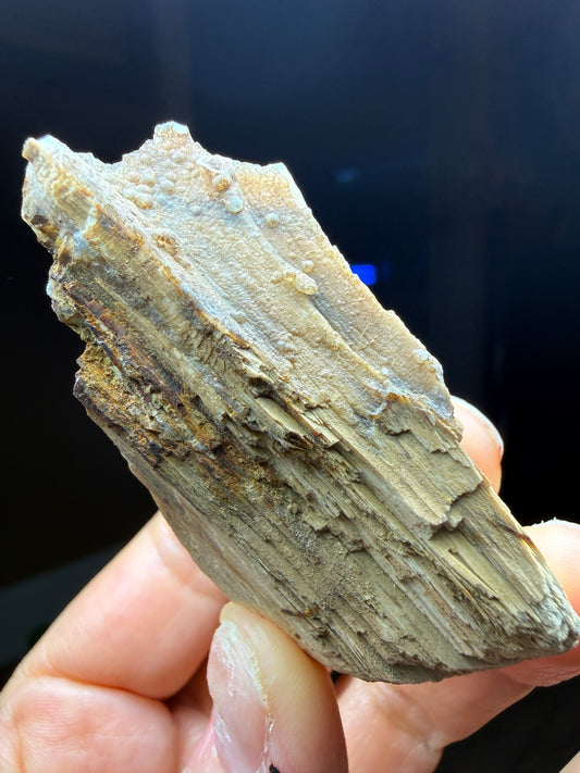Opalized Wood- Texas