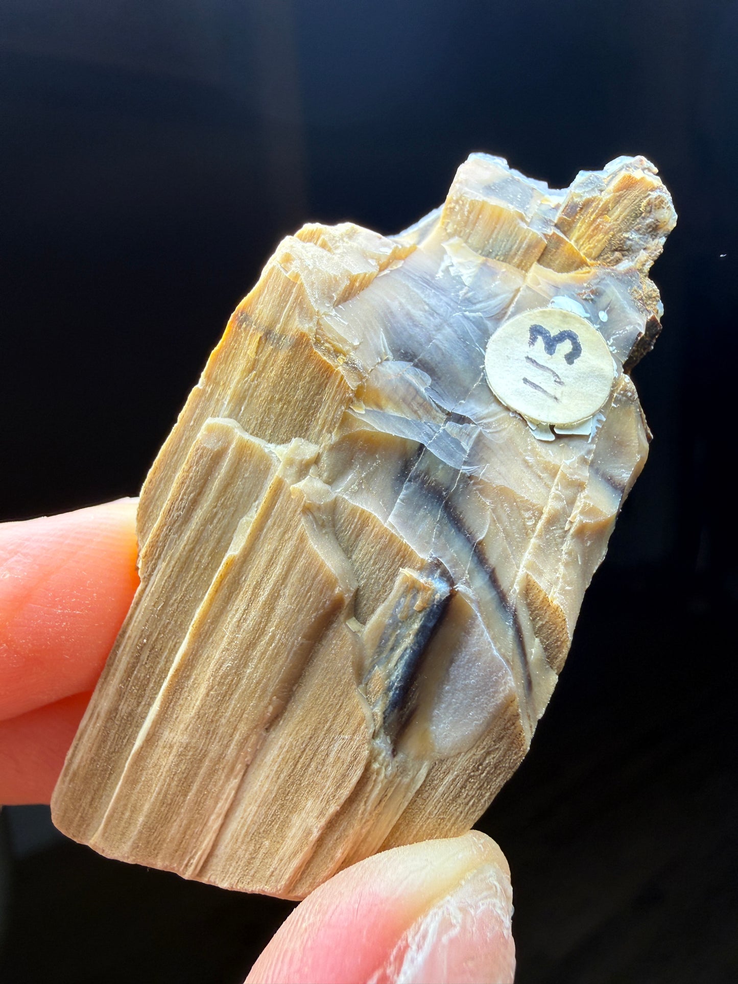 Opalized Wood- Texas