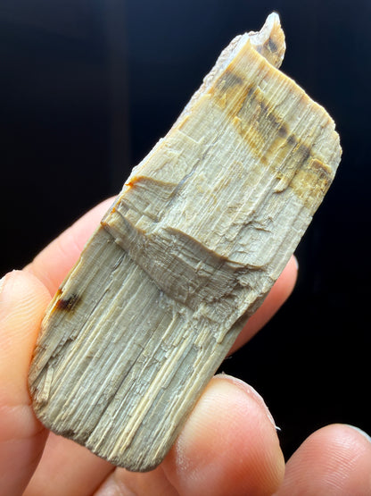 Opalized Wood- Texas