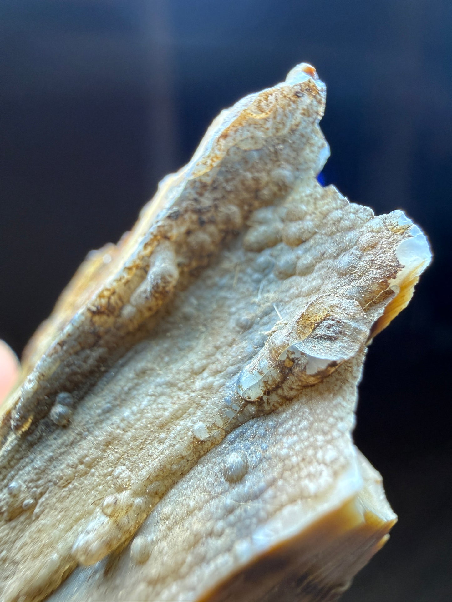 Opalized Wood- Texas