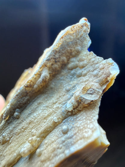 Opalized Wood- Texas