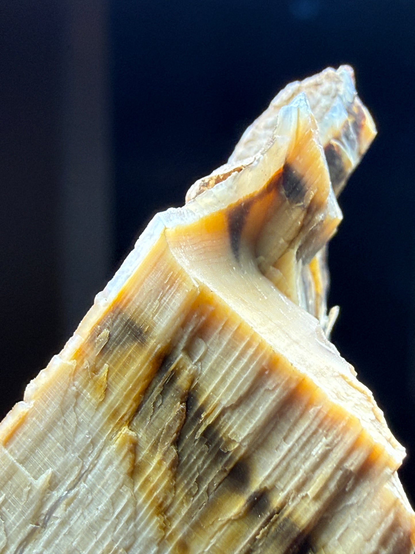 Opalized Wood- Texas