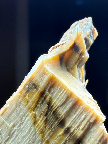Opalized Wood- Texas