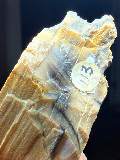 Opalized Wood- Texas