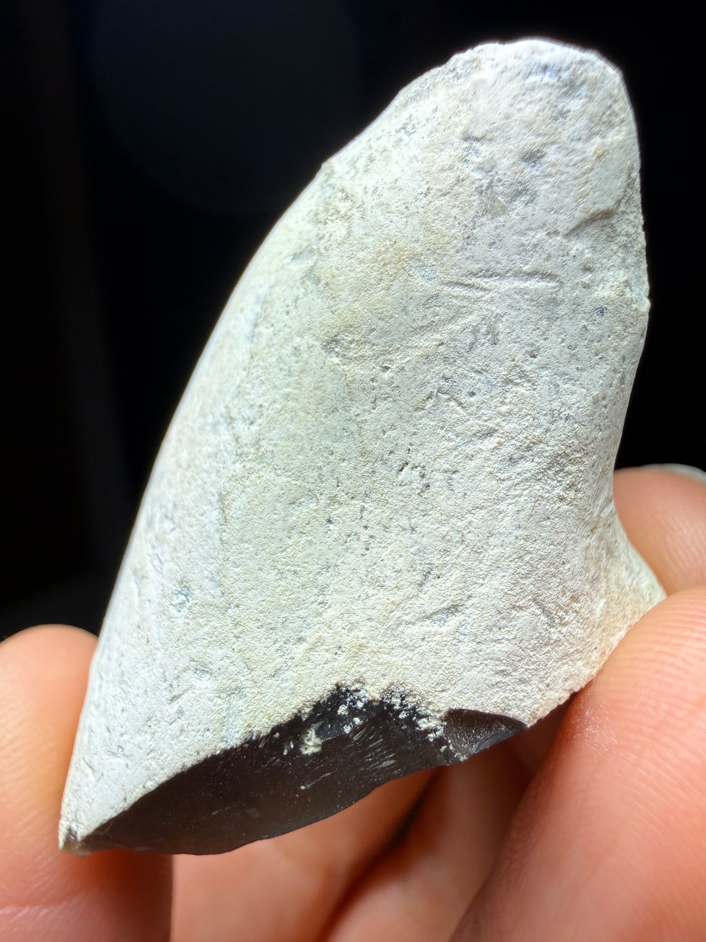 Flint in Chalk Matrix- White Cliffs of Dover, Kent, England