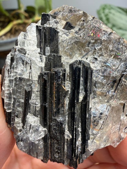 Schorl Tourmaline with Quartz– Minas Gerais, Brazil