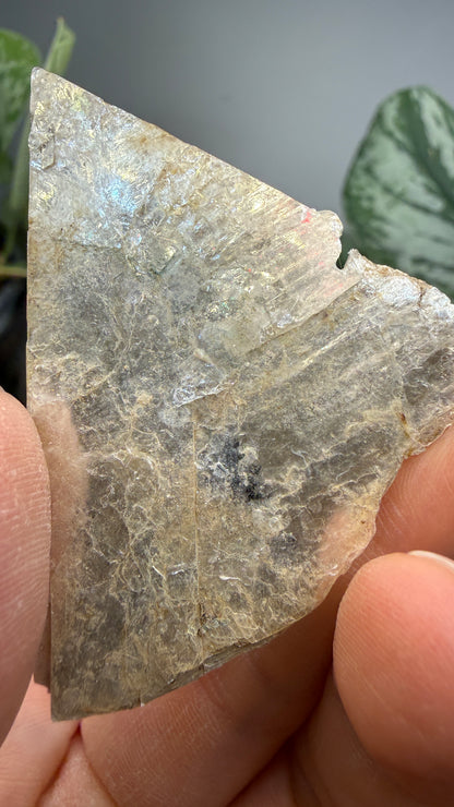 Mica– Near Rapid City, South Dakota — Two-Specimen Set
