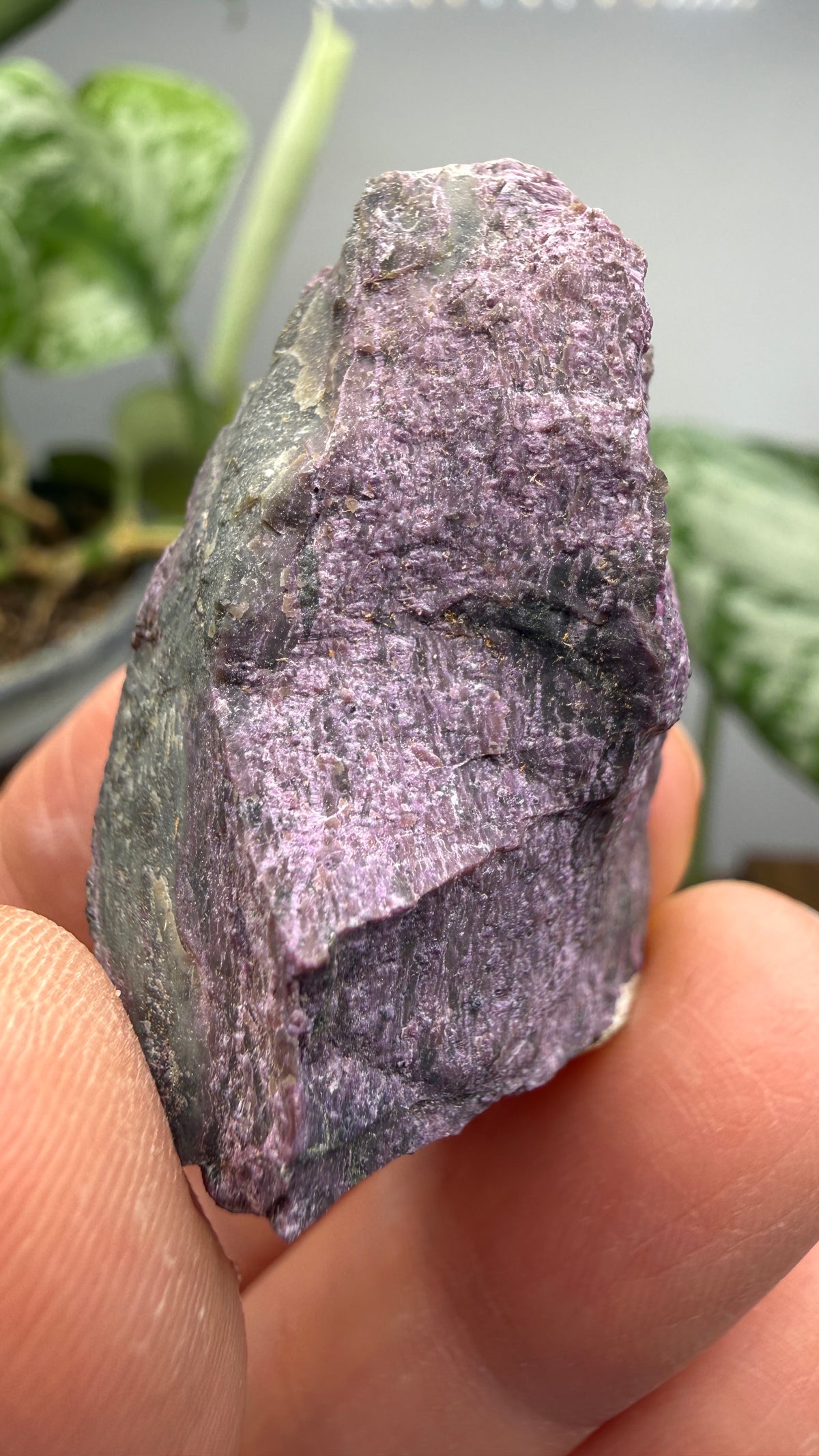 Stichtite on Serpentine- Barberton District, Mpumalanga, South Africa