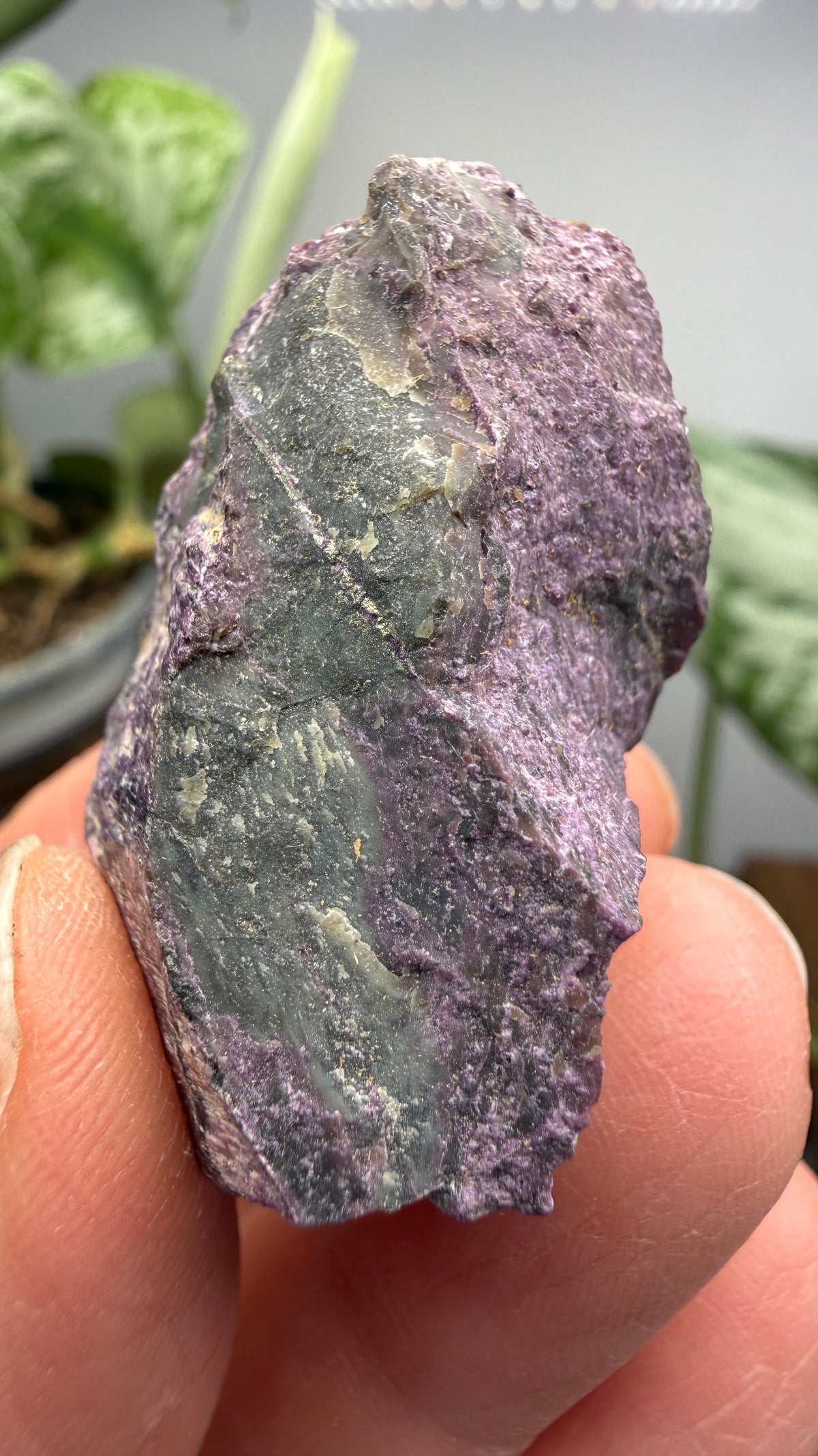 Stichtite on Serpentine- Barberton District, Mpumalanga, South Africa