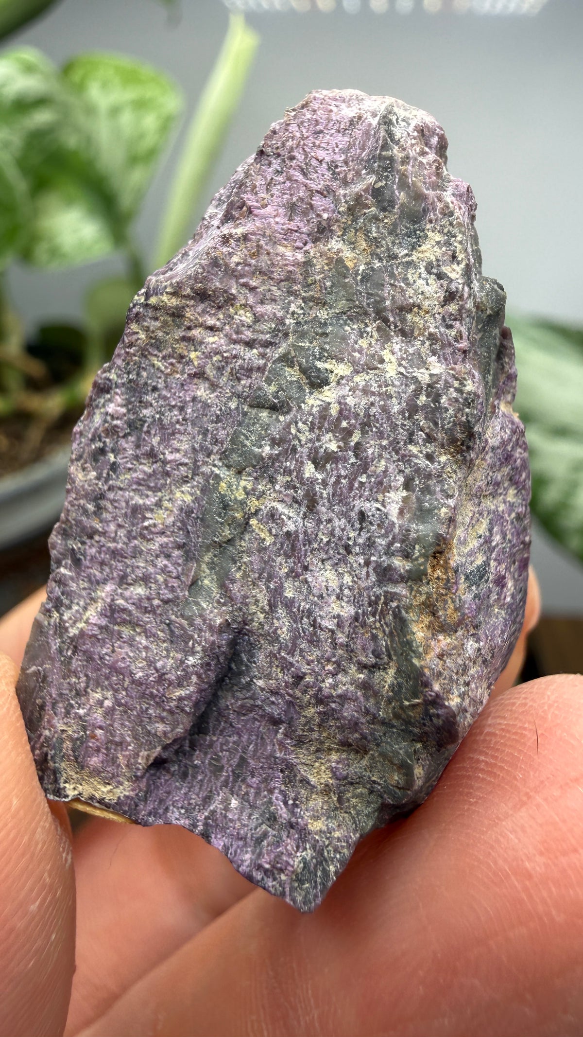 Stichtite on Serpentine- Barberton District, Mpumalanga, South Africa
