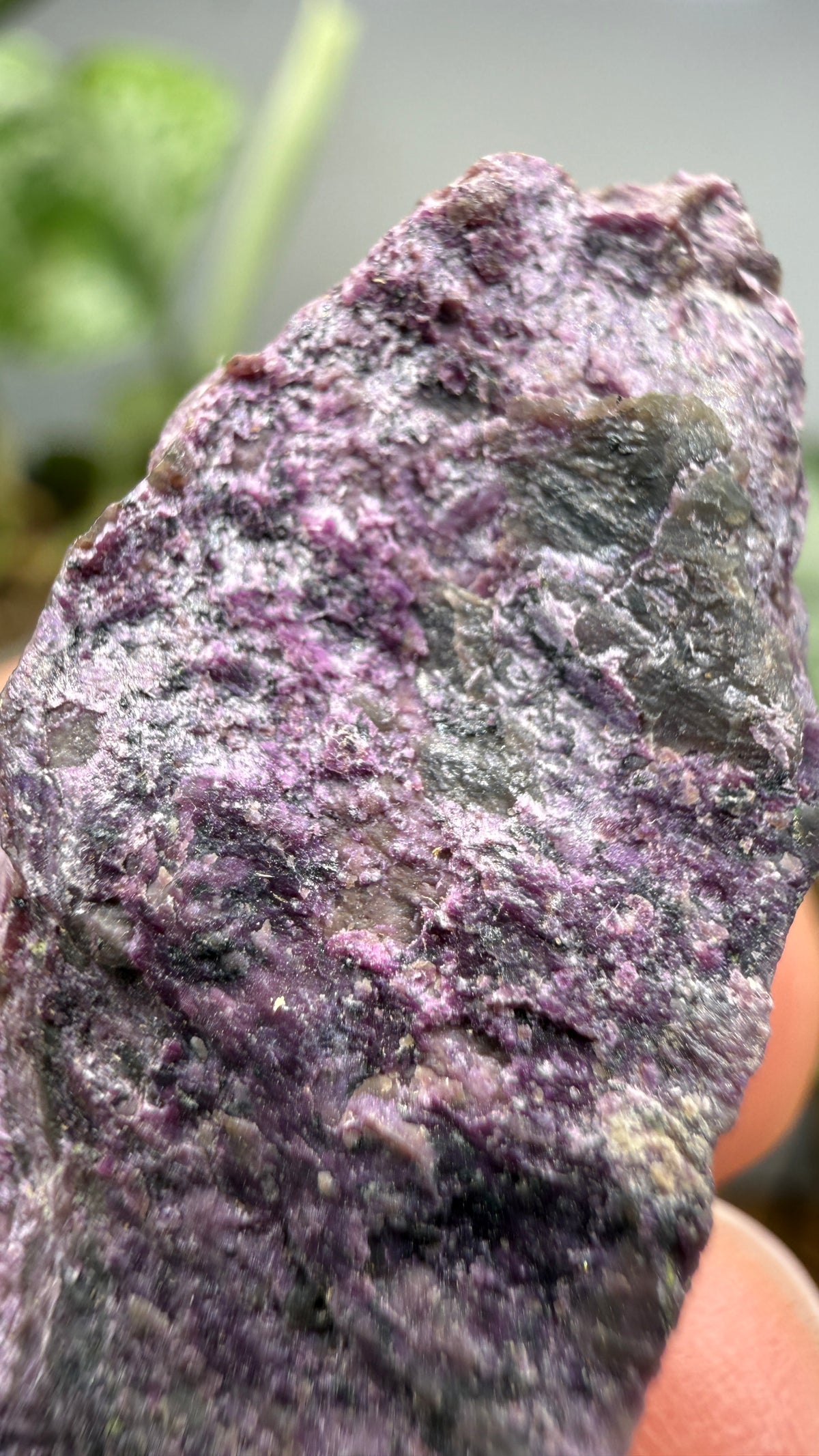 Stichtite on Serpentine- Barberton District, Mpumalanga, South Africa