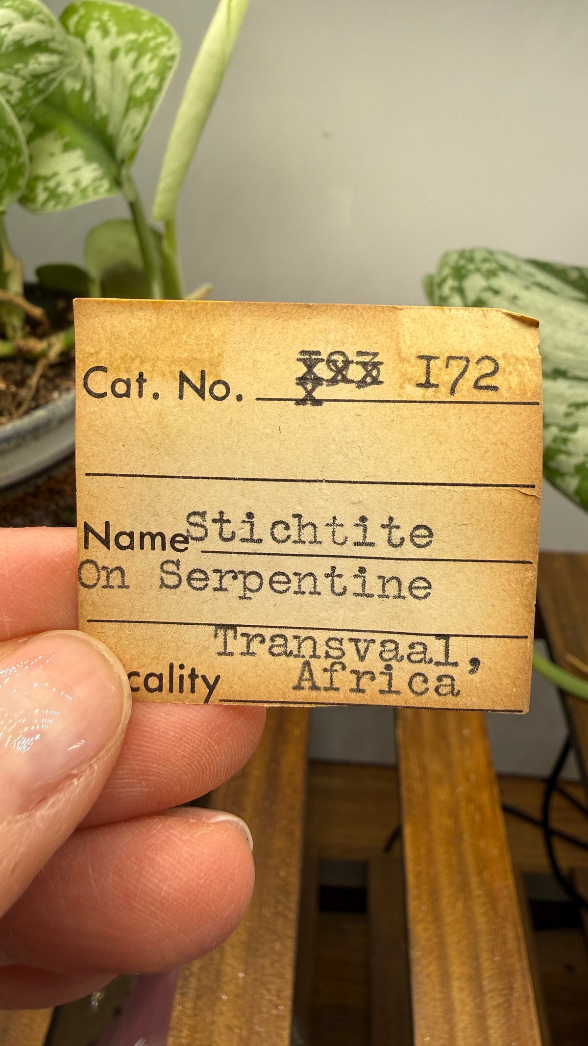 Stichtite on Serpentine- Barberton District, Mpumalanga, South Africa