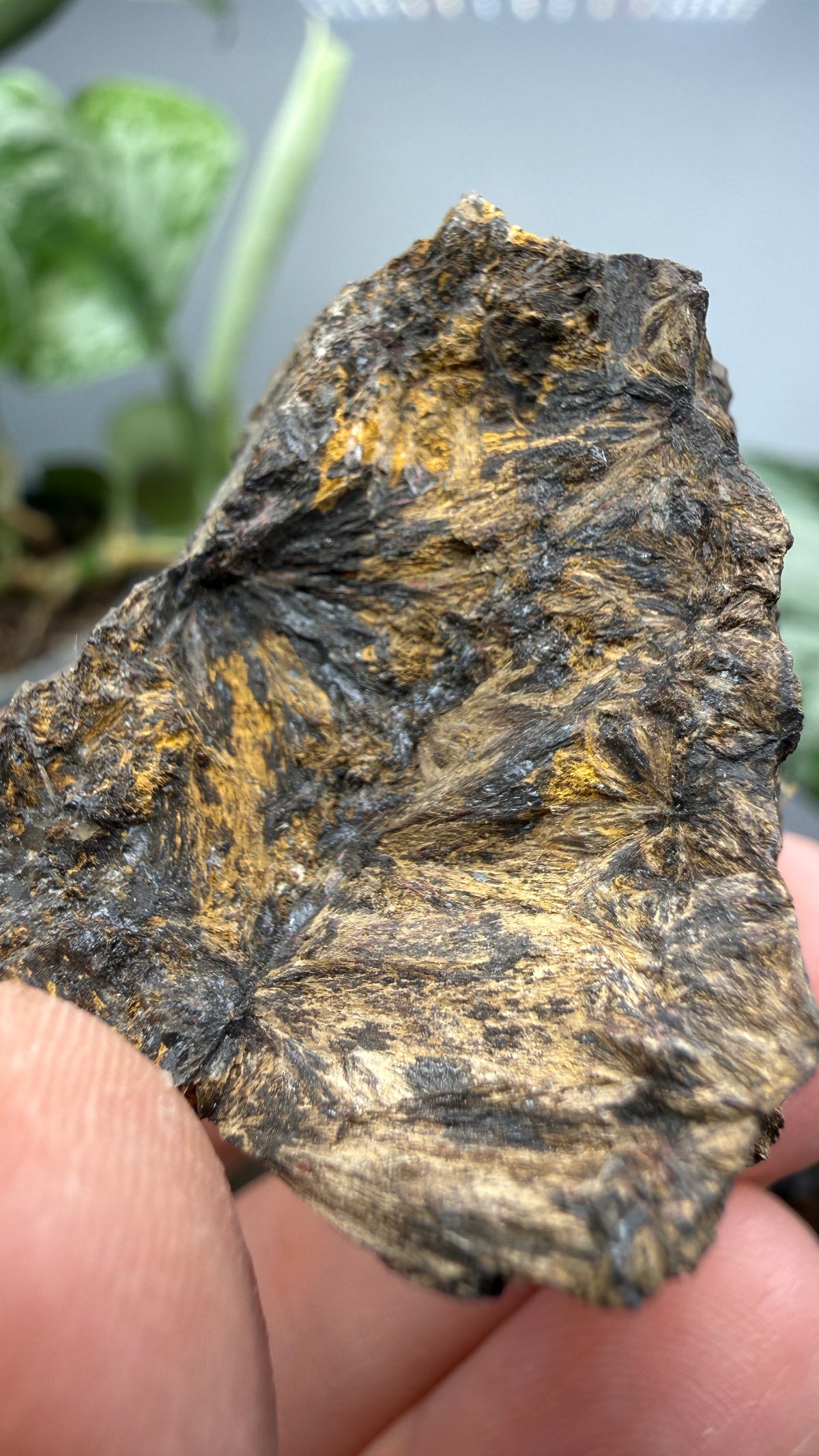 Hedenbergite- Magdalena Mining District, Socorro County, New Mexico, USA
