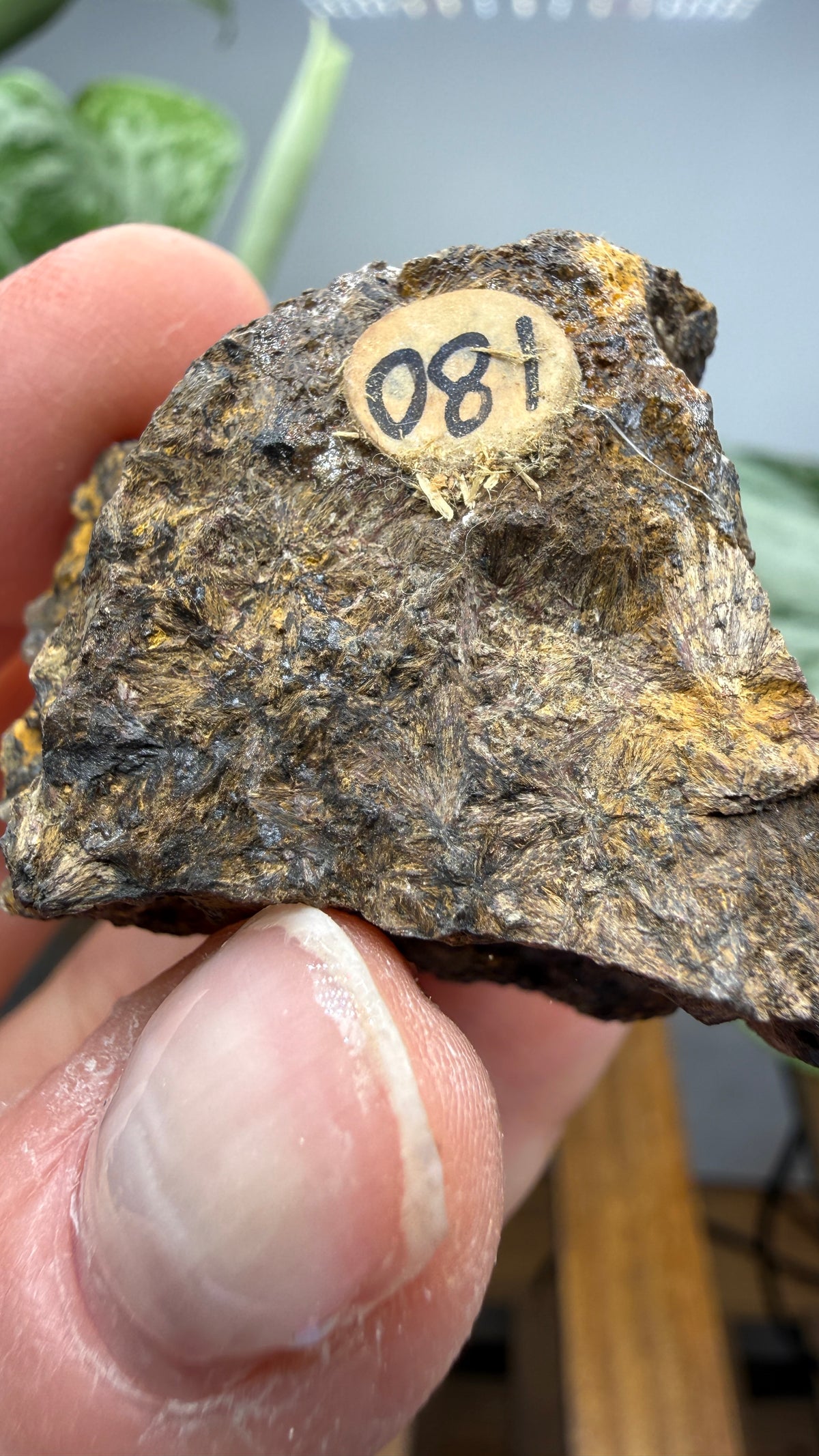 Hedenbergite- Magdalena Mining District, Socorro County, New Mexico, USA