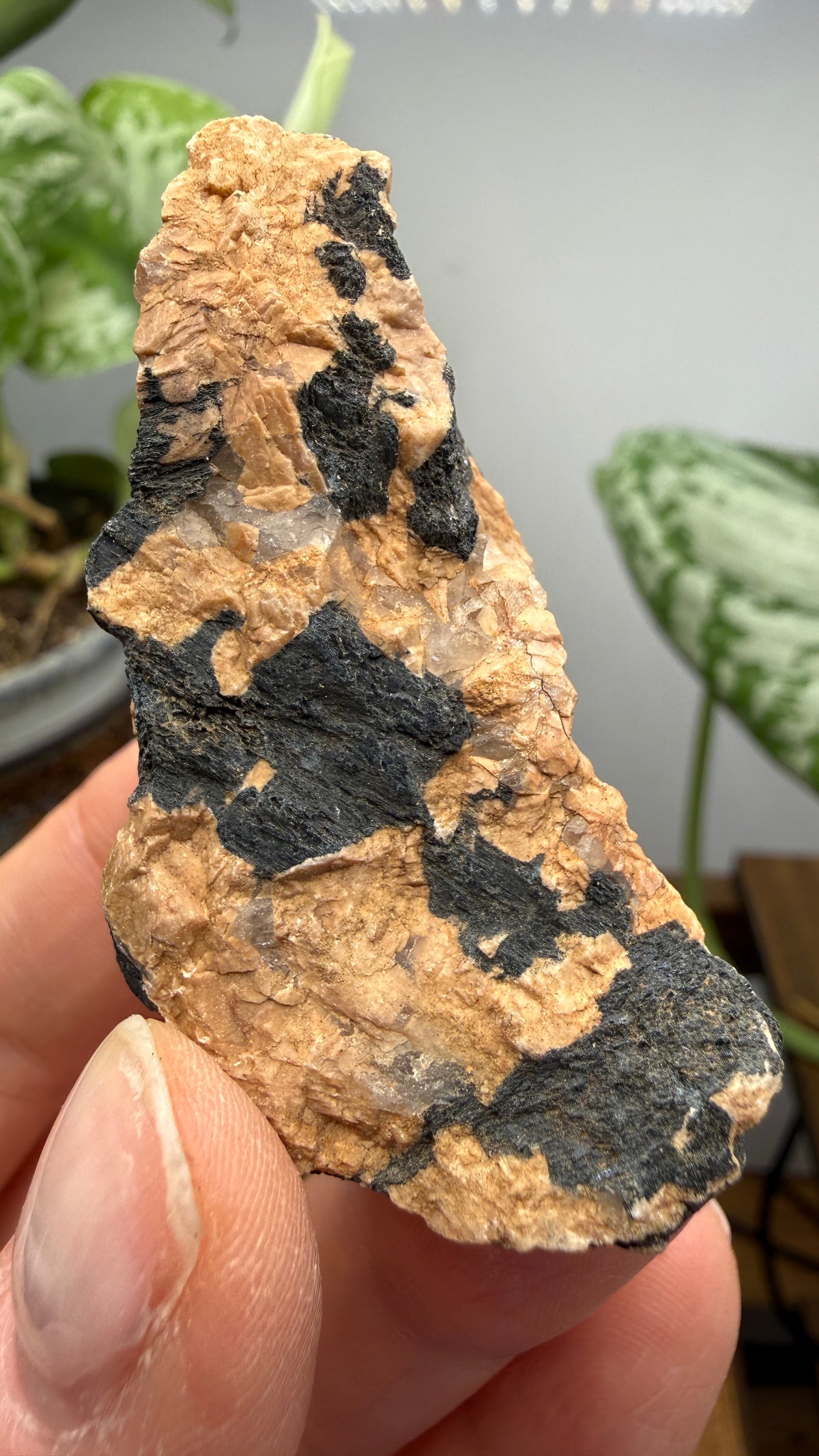 Hornblende in Pegmatite- Greer County, Oklahoma, USA