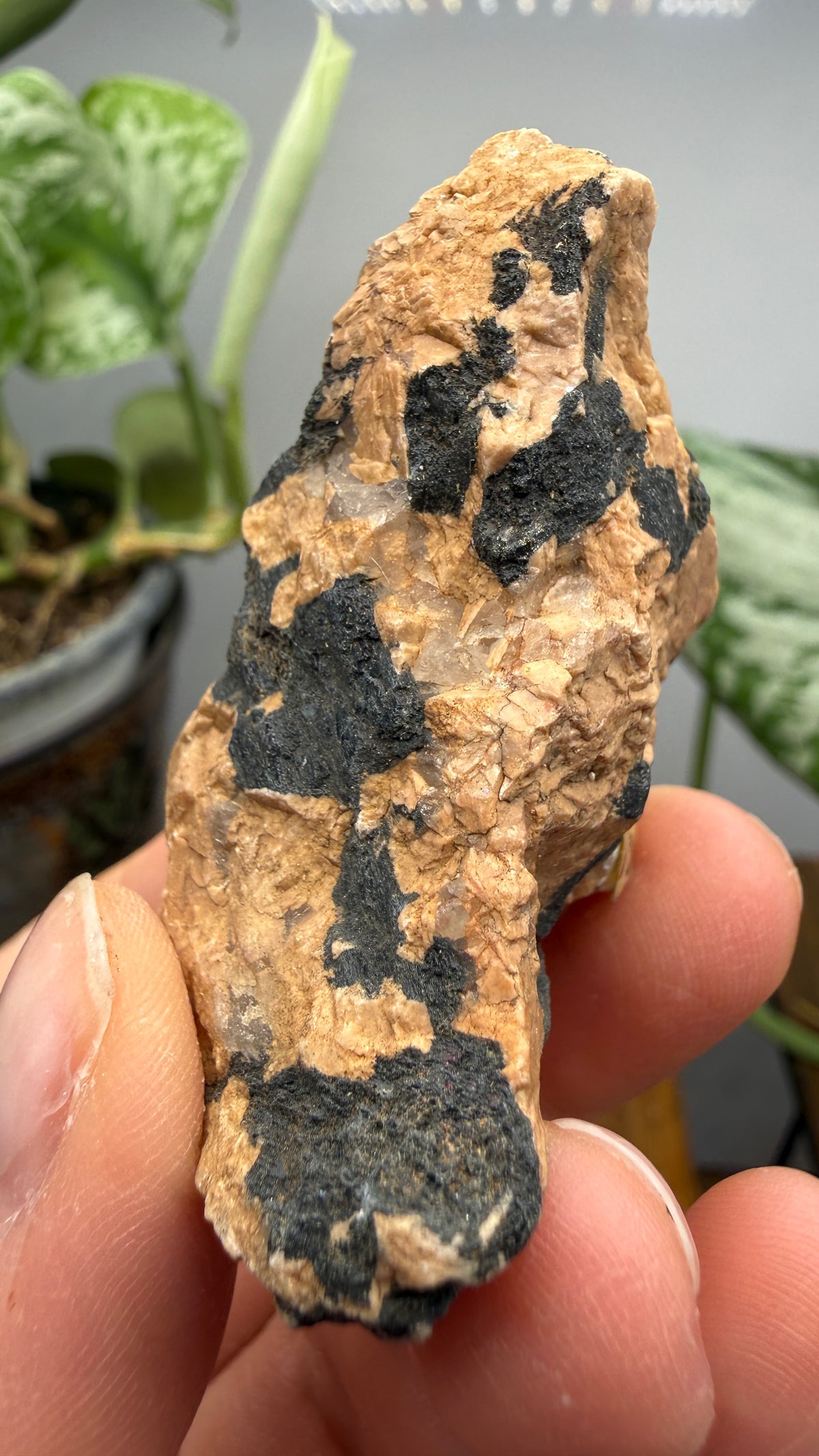 Hornblende in Pegmatite- Greer County, Oklahoma, USA
