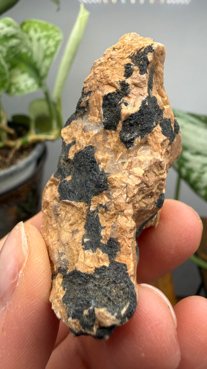 Hornblende in Pegmatite- Greer County, Oklahoma, USA