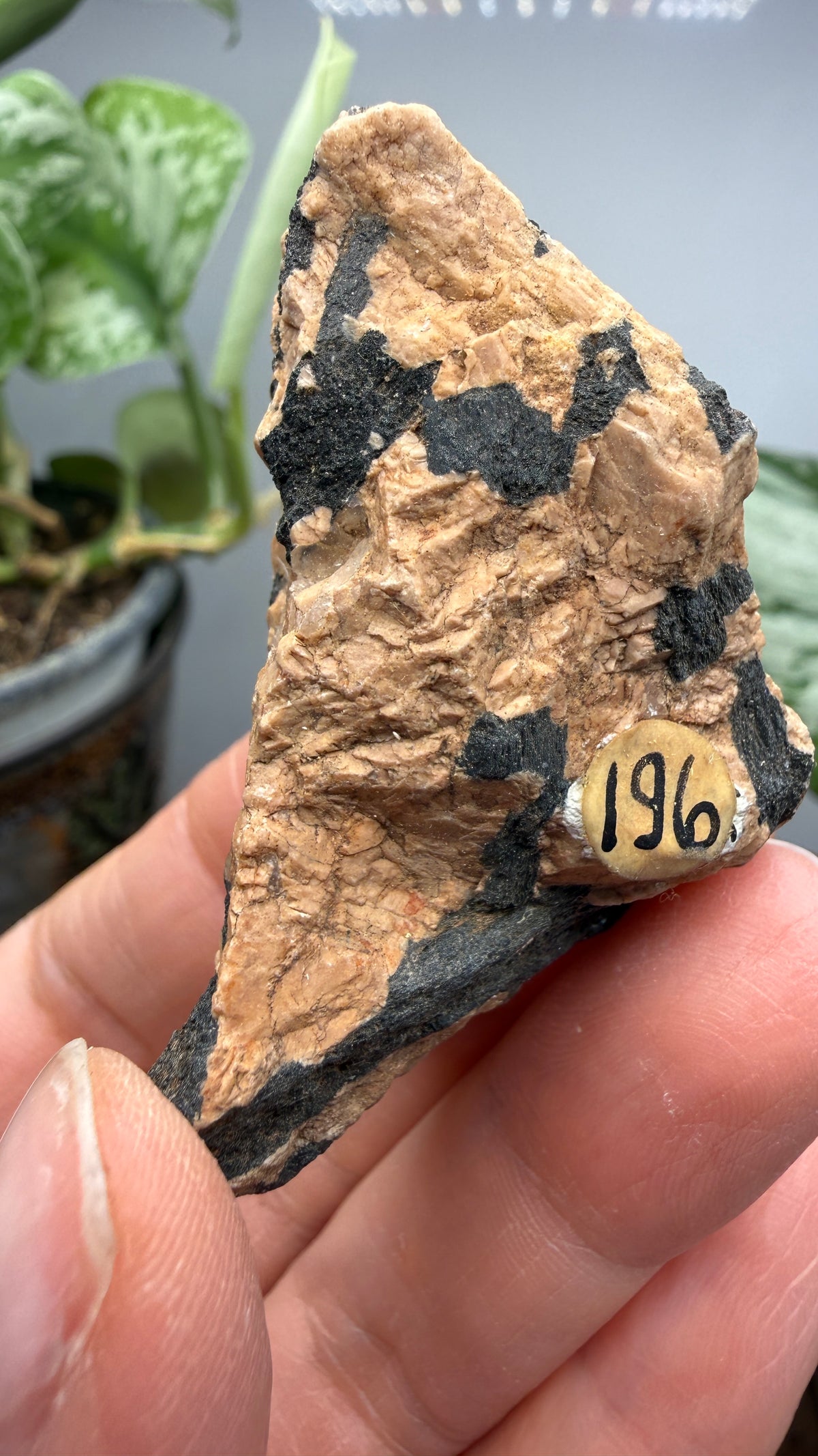 Hornblende in Pegmatite- Greer County, Oklahoma, USA