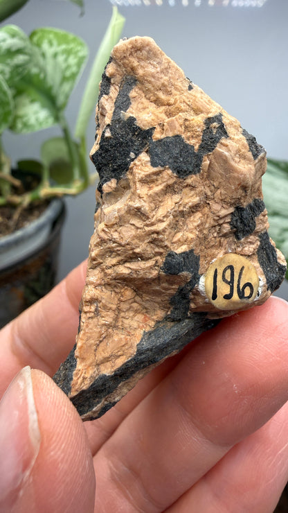 Hornblende in Pegmatite- Greer County, Oklahoma, USA