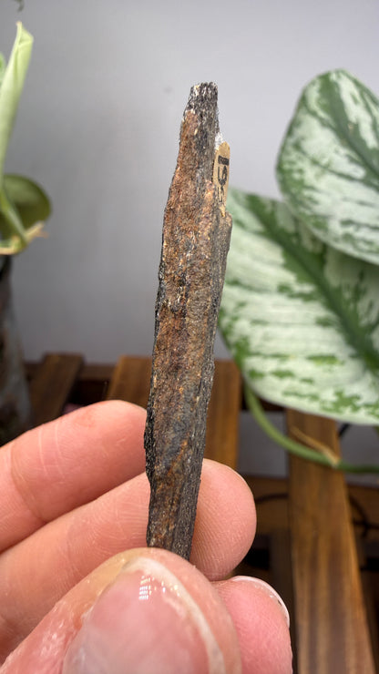 Hornblende Schist- Delaware County, Pennsylvania, USA