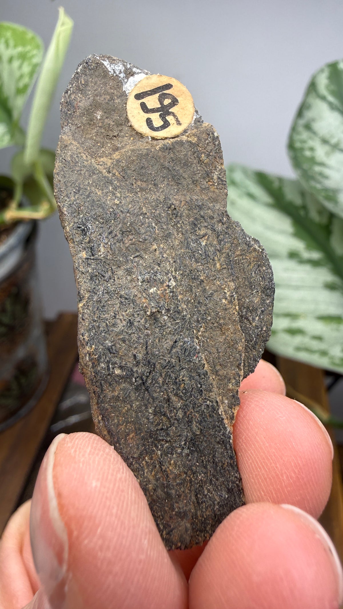 Hornblende Schist- Delaware County, Pennsylvania, USA